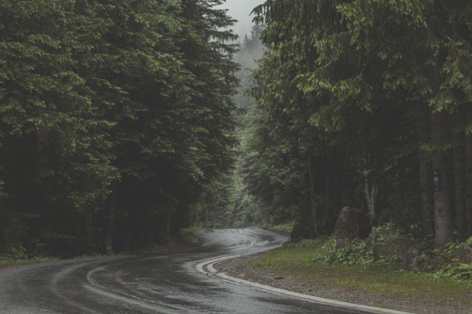 Route humide serpentant dans une forêt de conifères